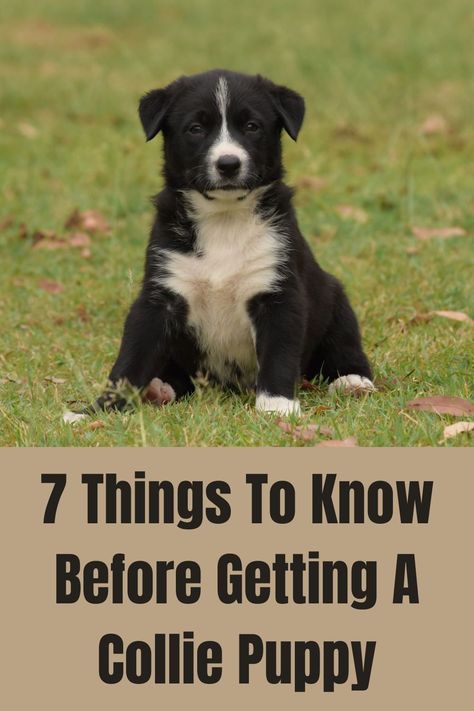 Golden Retriever Border Collie Mix Puppy, Livestock Dogs, Border Collie Lab Mix, Border Collie Herding, Brown Border Collie, Labrador Puppy Training, Border Collie Training, Lab Mix Puppies, Border Collie Puppy