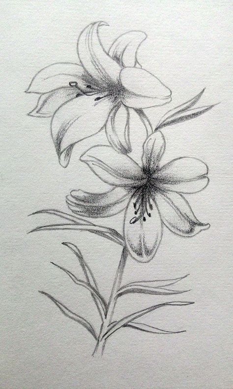 Lily Sketch Simple, Lillies Drawings, Lily Pencil Drawing, Lilly Sketch, Drawing For Bedroom, Lilly Drawing, Lily Flower Drawing, Lily Sketch, Rose Flowers Drawing