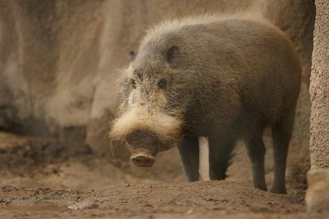 The Mangalica (also Mangalitsa or Mangalitza) is a Hungarian breed of domestic pig Red River Hog, Palawan, Weird Animals, On Earth, Mammals, Palace, 404 Not Found, Not Found, Plants