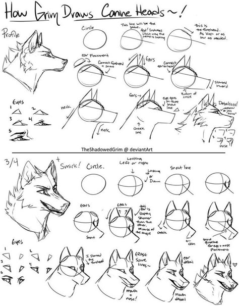 Wolf Art Drawing, Wolf Sketch, Canine Drawing, Wolf Drawing, Canine Art, Drawing Help, Draw Animals, Drawing Animals, Animal Anatomy