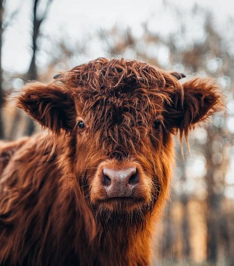 Highland Cow Pictures, Cow Nursery, Cow Photography, Different Types Of Animals, Cow Print Wallpaper, Cute Horse Pictures, Personal Pictures, Bull Cow, Fluffy Cows