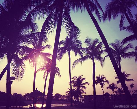 Palm Trees At Sunset Pictures, Photos, and Images for Facebook ... 2014 Aesthetic, Tumblr Girly Aesthetic 2013, Summer Tumblr, 2010s Aesthetic, Wow Photo, 2010s Nostalgia, 2013 Swag Era, Pink Tumblr Aesthetic, Naha