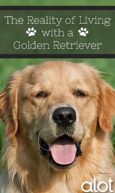 Golden Retriever Facts, Golden Retriever Grooming, Golden Retriever Owner, Golden Retriever Funny, Golden Retriever Mix, Golden Puppy, Puppy Kisses, A Golden Retriever, Popular Dog Breeds