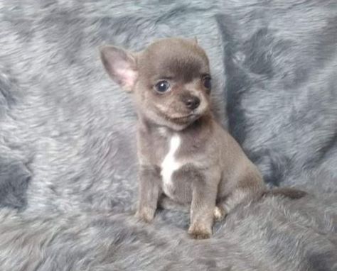 Grey Chihuahua, Cute Small Animals, Cute Chihuahua, English Springer, Chihuahua Puppies, Small Animals, Small Pets, Chihuahua, French Bulldog