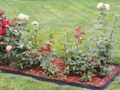 Small Rose Garden Ideas, Roses Garden Care, Front Yard Flowers, Rose Bed, Rose Garden Landscape, Shade Landscaping, Flower Bed Edging, Knockout Roses, Bush Garden