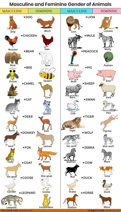 Masculine And Feminine Gender, Female Pet Names, Gender Of Animals, Male And Female Animals, Gender Words, Animals List, Animals Name In English, Animals Name, English Grammar For Kids