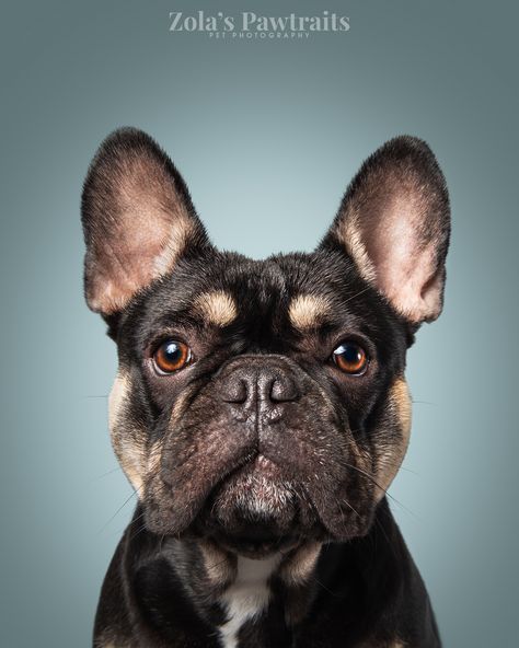 Black and tan French Bulldog on blue background. Photographed at Zola's Pawtraits studio pet photography, Warrington. Tan French Bulldog, Dog Photography Studio, Warrington Cheshire, Dog Design Art, Dog Portraits Art, Puppy Portraits, Contemporary Studio, French Bulldog Art, Puppy Photography