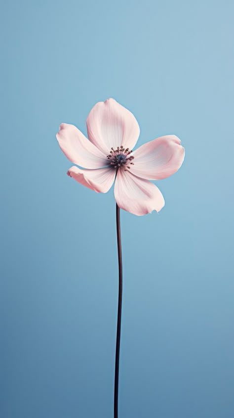 Beautiful little flower blossom petal plant.  | premium image by rawpixel.com / audi Flor Iphone Wallpaper, Iphone Wallpaper Pink, Vibrant Backgrounds, Iphone Display, Flower Petal Art, Pink Cosmos, Hd Flower Wallpaper, Pink And White Background, Iphone Wallpaper Lights