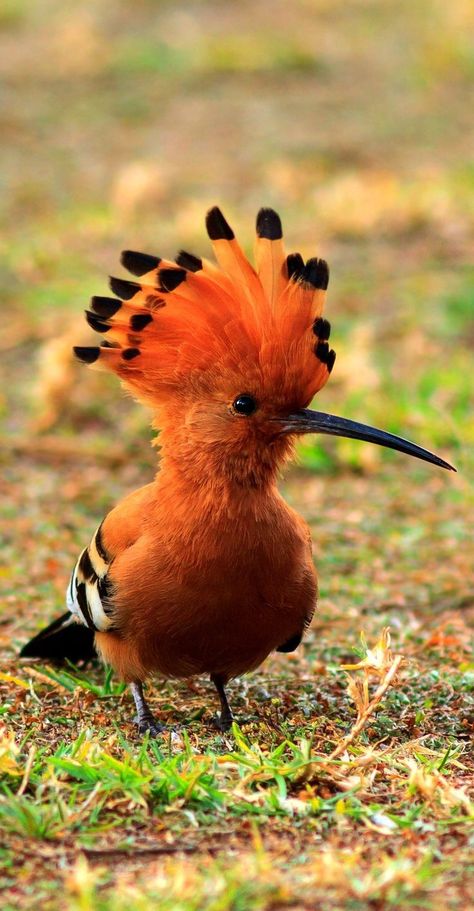 Hoopoe Bird, Drawing Birds, Birds Photography, World Birds, Most Beautiful Birds, Rare Birds, Bird Pictures, Exotic Birds, Pretty Birds