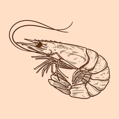 Shrimp Illustrations, Shrimp Tattoo, Shrimp Drawing, Head Drawing, Outline Illustration, Drawing Heads, Psd Icon, Vector Hand, Vector Photo