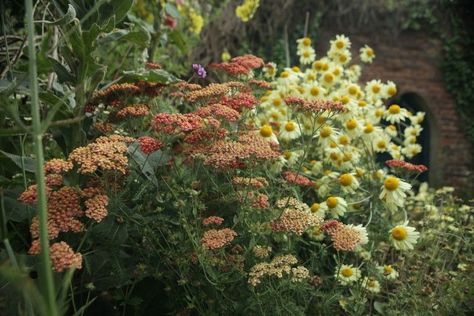 Gardening 101: Yarrow Anthemis Tinctoria, Glass Vegetables, Butterfly Landing, Plant Vibes, Garden At Home, Long Blooming Perennials, Drought Tolerant Perennials, Perennial Border, Dry Garden