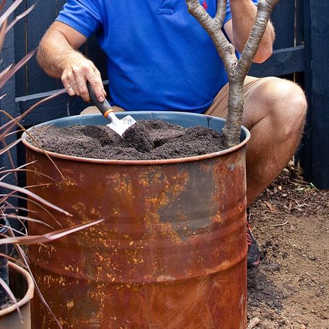 Metal Drum Planter, Metal Barrel Planter Ideas, Oil Drum Planter, 55 Gallon Drum Planter, How To Cut Metal, Plastic Drums, Planter Diy, Tree Planters, 55 Gallon Drum