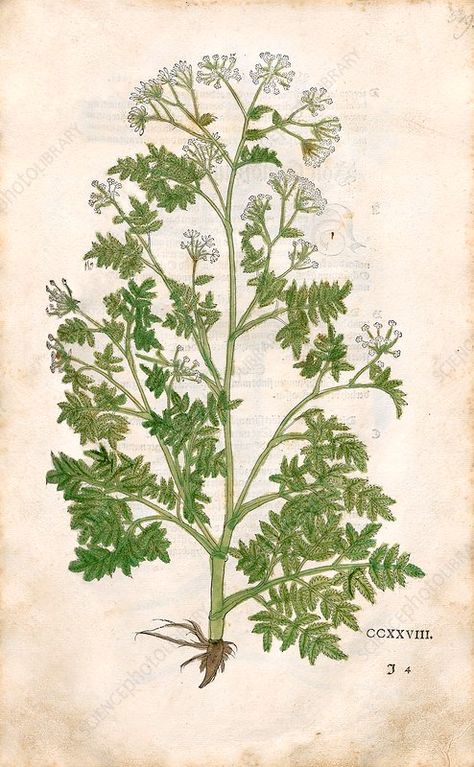 Poison hemlock, 16th century - Stock Image - C048/1595 - Science Photo Library Hemlock Aesthetic, Poisonous Hemlock, Conium Maculatum, Poison Hemlock, Lower Arm Tattoos, Reference Items, Science Photos, Botanical Drawings, Organic Farming