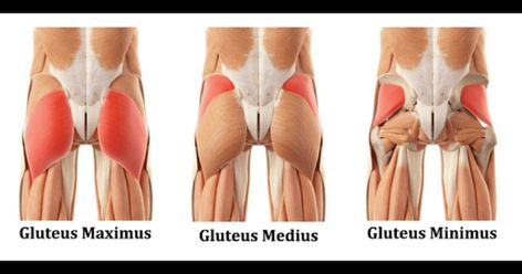 Gluteus Minimus Exercises, Hip Abduction Machine, Single Leg Press, Hip Pain Relief, Hip Problems, Gluteal Muscles, Knee Stretches, Gluteus Medius, Muscle Anatomy