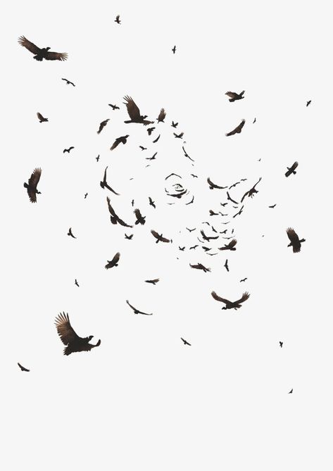 Crow Aesthetic, Flying Photography, Crow Flying, Crows Drawing, Photoshop Digital Background, Crow Tattoo, Raven Tattoo, Ad Of The World, Buzzard