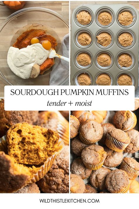 Soft, tender, moist, and fluffy - these Sourdough Pumpkin Muffins are the perfect fall treat made with sourdough discard or active starter! This easy one-bowl muffin recipe comes together in minutes and can be baked right away or stashed in the refrigerator to bake fresh the next morning. And you can thank me later, but this recipe uses the whole can of pumpkin! #sourdoughpumpkinmuffins #sourdoughpumpkinmuffinsovernight #pumpkinmuffinswithsourdoughdiscard Pumpkin Muffins Sourdough, Discard Pumpkin Muffins, Pumpkin Sourdough Muffins, Sourdough Discard Pumpkin Muffins, Sourdough Discard Muffin Recipes, Sourdough Pumpkin Muffins, Pumpkin Oat Muffins, Sourdough Pumpkin, Pumpkin Swirl Cheesecake