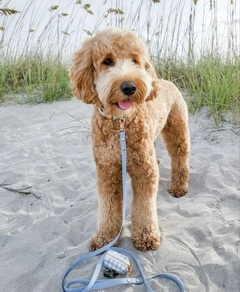 Cockapoo Summer Haircut, Summer Doodle Haircut, Golden Doodle Cuts, Teddy Bear Haircut, Curly Doodle Haircut Styles, Mini Golden Doodle Haircut, Goldendoodle Summer Haircut, Short Goldendoodle Haircut, Golden Doodle Summer Haircut