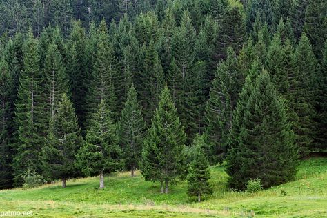 Image of a forest of coniferous trees in the french Alps French Forest, Spruce Forest, Coniferous Trees, Coniferous Forest, Pine Tree Forest, Cedar Forest, Rainbow House, Pine Trees Forest, Conifer Trees