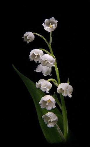 Flowers Black Background, 귀여운 음식 그림, Foto Transfer, Lily Of The Valley Flowers, Valley Flowers, Nothing But Flowers, Pretty Plants, Arte Floral, Exotic Flowers