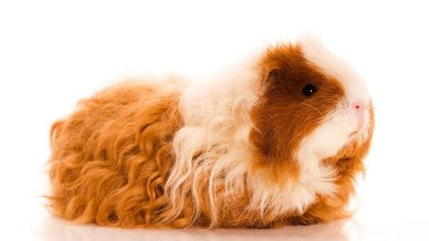 Peruvian Guinea Pig, Guinnea Pig, Guinea Pig Breeding, Really Curly Hair, Baby Guinea Pigs, Cute Guinea Pigs, Strange Photos, Baby Pigs, Rare Breed