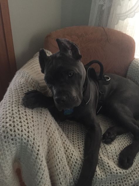 Cute Cane Corso Puppies, Black Cane Corso Puppies, Cane Corso Aesthetic, Black Cane Corso Puppy, Cute Black Dog, Beautiful Cane Corso, German Shepherd Black, Dr Pets, Black Cane Corso Aesthetic