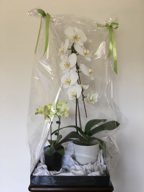 # extra big orchid gift set Orchid Gifts, Orchids, Glass Vase, Gift Set, Vase, Glass, Gifts, Home Decor, Home Décor