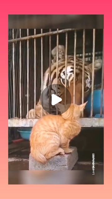 Tiger Video, Funny Kitties, Calico Kittens, Cat Patio, Scary Cat, Usa Funny, Calico Kitten, Bad Cats, Kittens Funny