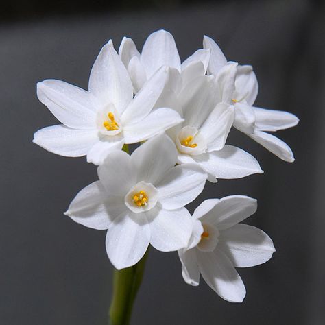 Paperwhite Daffodils | Chicago Botanic Garden Paperwhite Narcissus, Chicago Botanic Garden, Narcissus Flower, Longwood Gardens, Yellow Daffodils, Plant Information, Hardy Perennials, Grass Seed, Indoor Gardening