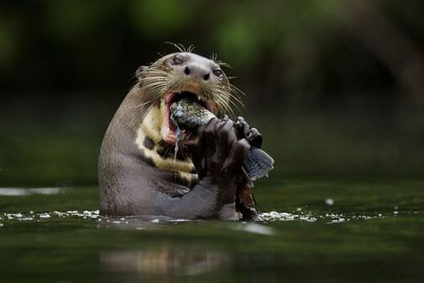 Peaceful: Craig Bartlett of the Washington Department of Fish and Wildlife said river otters don't usually attack people but the girls had perhaps got between an adult otter and its babies Giant River Otter, Giant Otter, River Otters, Otters Cute, Creature Inspiration, Funny Emoticons, River Otter, Night Sights, Animal Study