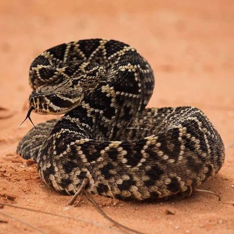 The black-tailed rattlesnake a venomous pit viper species with a black tail that lives in the southwestern United States and Mexico. Their range includes rocky outcrops, canyons, and cliffs in the mountain ranges of Arizona, New Mexico, and Texas, as well as the Mexican Plateau, Mesa Del Sur, and Oaxaca, Mexico. #BlackTailedRattlesnake #Reptiles #Animals #Wildlife Source: Pinterest Pit Viper, Mountain Ranges, Mountain Range, Reptiles, New Mexico, The Mountain, Rocky, Arizona, Texas