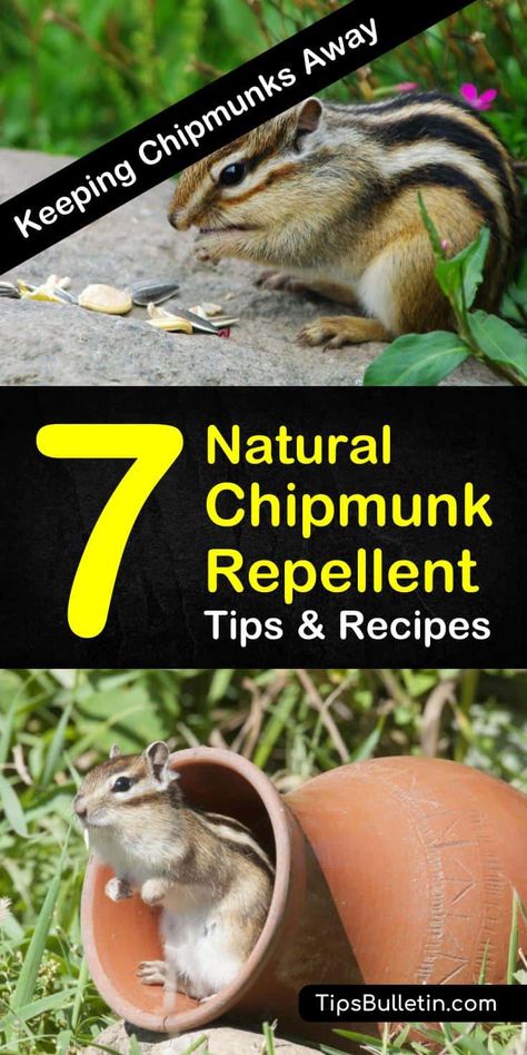 Chipmunk Repellent, Get Rid Of Chipmunks, Squirrel Repellant, Fruit Fly Trap Diy, Daffodils Planting, Rodent Repellent, Rodent Control, Garden Pest Control, Urban Gardening