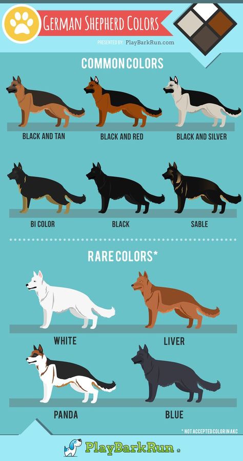 German shepherds come in all varieties of beautiful colors and lengths. Grooming and Care also play a big part in their coat health. Learn about all the colors, AKC breed standards, and coat care. #germanshepherd #grooming #dogs Big German Shepherd, German Shepherd Colors, Grooming Dogs, German Dog Breeds, German Shepherd Breeds, Akc Breeds, Shepherd Dog Breeds, Big Dog Breeds, Rare Colors