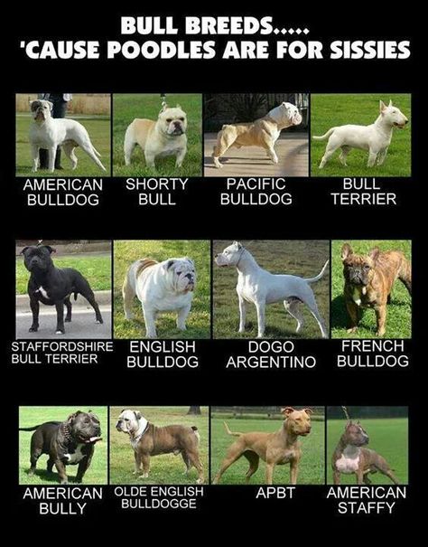 Bullies Rock Terriers Breeds, Different Breeds Of Dogs, Dog Chart, Dog Wallpapers, Bully Breeds Dogs, Breeds Of Dogs, Dog Aesthetic, Bulldog Breeds, Dog List