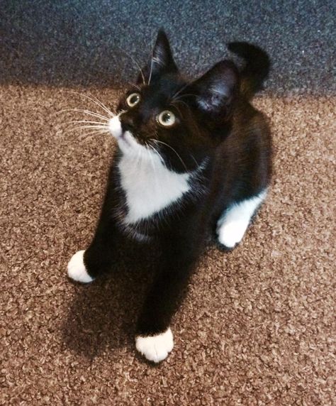 Tuxedo Kitten, Black And White Kittens, Black And White Cat, White Kittens, Tuxedo Cat, White Cats, Cat Pet, Cute Cats And Kittens, Cute Kittens