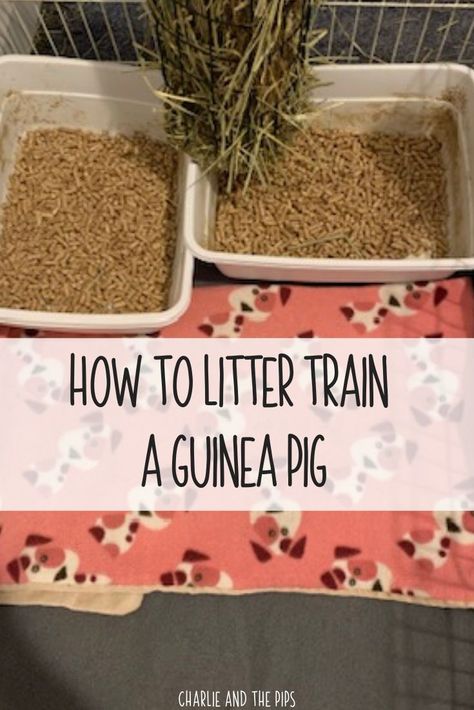 Diy Guinea Pig Toys, Guinnea Pig, Guinea Pig Run, Pig Habitat, Diy Guinea Pig Cage, Guinea Pig Diy, Guinea Pig Hutch, Guinea Pigs Funny, Pig Care