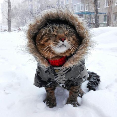 Stay warm out there - Imgur Cat In The Snow, Russian Cat, National Cat Day, Winter Cat, Cat Pose, Pet Day, Cold Outside, Silly Cats, Cute Creatures