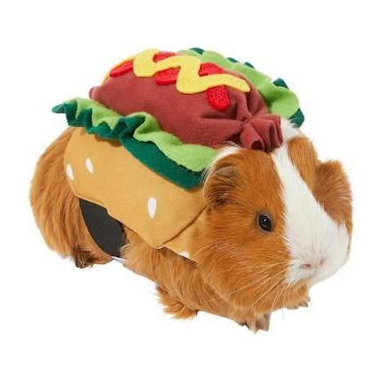 11 Best Guinea Pig Costumes - Halloween Costumes for Guinea Pigs Pig Outfit, Guinea Pig Costumes, Pig Costume, Guinea Pig Clothes, Hotdog Costume, Pig Costumes, Baby Guinea Pigs, Pet Guinea Pigs, Cute Guinea Pigs