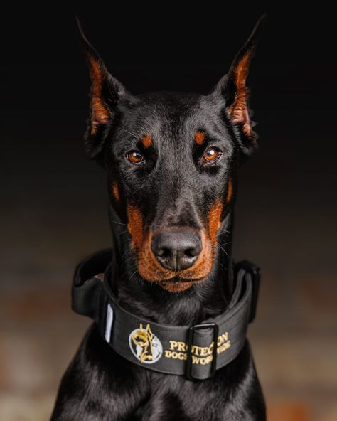 Doberman Pinscher Protection, Protection Dogs, Family Protection, Doberman Puppy, Protect Family, Doberman Dogs, Aesthetic Life, Dogs For Sale, Dog Wallpaper