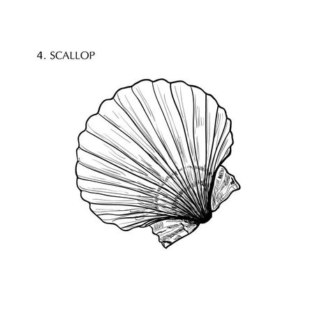 Scallop Tattoo, Scallop Drawing, Scallop Shell Tattoo, Tiny Tats, Shell Tattoos, Aquatic Creatures, Tattoo Outline, Scallop Shells, Hip Tattoo