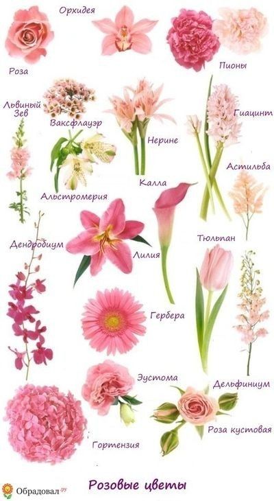 Flowers With Their Names, Pink Flower Types, Flowers And Their Names, Garden Flower Wedding, Pink Flower Names, Flowers List, Flowers Name, Flower Chart, Pink Names