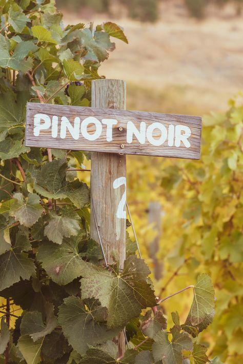 A wooden sign marking pinot noir grapevines in an autumn vineyard on the Naramata Bench in the Okanagan Valley. The area is renowned for its award winning wine and beautiful vineyards. Photographed in Penticton, British Columbia, Canada. #wine #vineyard #travel #pinotnoir #photography #OkanaganValley #Penticton Autumn Vineyard, Pinot Noir Wine, Wine Painting, Okanagan Valley, Wine Signs, British Columbia Canada, Super Natural, Pinot Noir, Wooden Sign