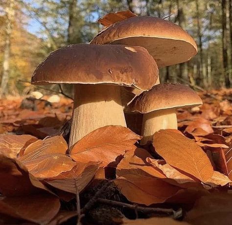 Funghi Aesthetic, Foggy Weather, Mushroom Pictures, Pumpkin Garden, Brown Mushroom, Edible Mushrooms, Fairy Garden Houses, Alien Planet, Mushroom House