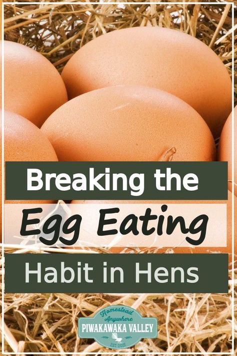 How To Stop Chickens From Eating Eggs, Chickens Eating Their Eggs, Laying Chickens, Meat Birds, Meat Rabbits, Soft Egg, Chicken Keeping, Chicken Farming, Backyard Chicken Farming