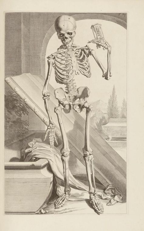 Victorian Skeleton, Skeleton Drawing, Victorian Picture Frames, Skeleton Drawings, Chalk Design, Victorian Paintings, Archive Books, Dutch Golden Age, Artist Life