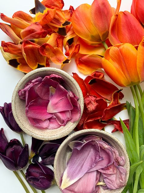 Drying tulip petals to make ink and pigments. It's incredible what you and nature can create! Tulip Petals, Ink Making, Nature Crafts, Flower Petals, Book Crafts, Art Diy, Peonies, Tulips, The Incredibles