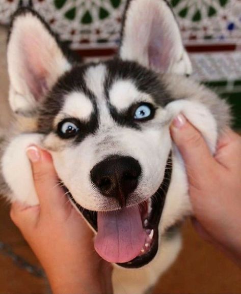 Beautiful Husky 🐶if you love Husky visit our page! photo credit: Unknown Husky Lovers Husky puppies Husky dog Husky art Mini Husky puppies Miniature Husky Dapple Husky Husky dogs Sausage dog puppy Husky owner🐾 Funny Husky Videos, Husky Shedding, Husky Videos, Siberian Husky Funny, Labrador Yellow, Puppy Husky, Funny Husky, Cute Husky Puppies, Puppy Labrador