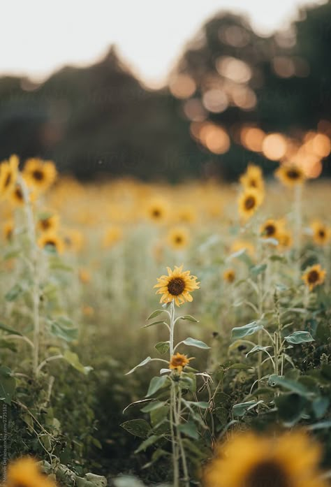 A freelensed image of a sunflower field in the late summer. Late Summer Photography, Late Summer Backgrounds, Late Summer Aesthetic Wallpaper, Late Summer Wallpaper Iphone, End Of Summer Aesthetic Wallpaper, Late Summer Vibes, Sunflower Astethic, Late Spring Aesthetic, Late Summer Wallpaper