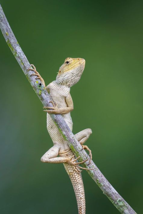 Lizard Photography, Reptile Photography, Garden Lizard, Chameleon Lizard, Small Lizards, Indian Garden, Animal Spirit, Drawings Ideas, Sleeve Ideas