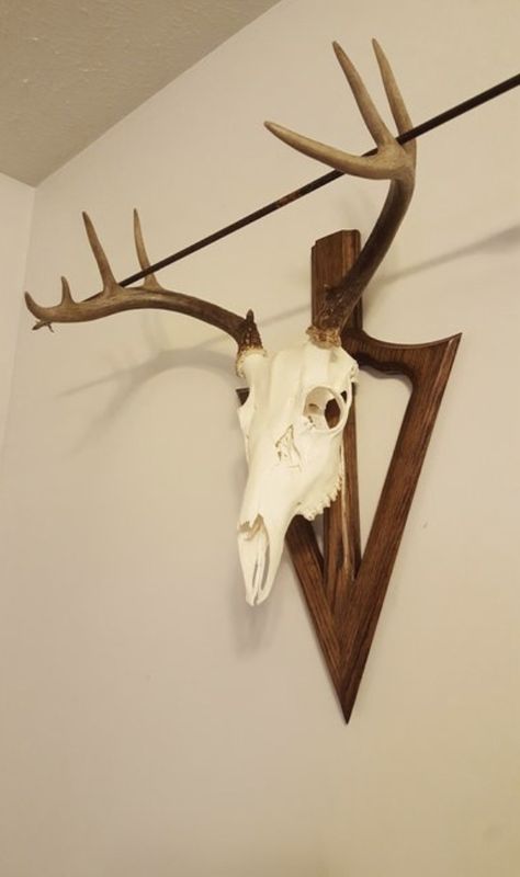 Diy Deer Skull, Skull Mount Ideas, European Mount Ideas, European Skull Mount, Deer Mount Decor, Euro Mount, Deer Skull Decor, Deer Mount Ideas, Deer Hunting Decor