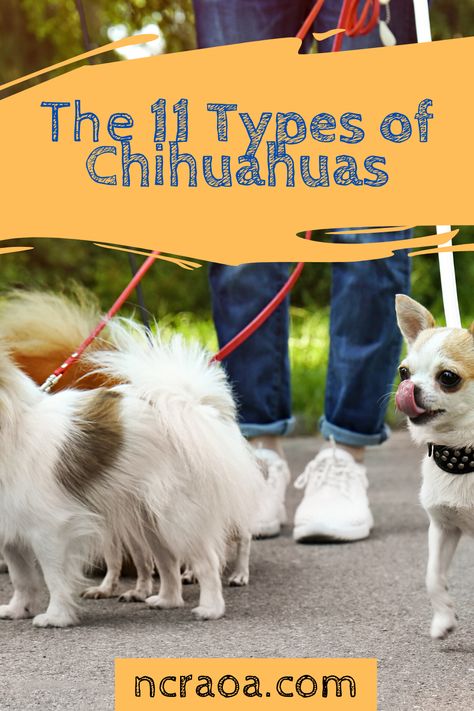 Did you know there are lots of different types of chihuahuas? Let us teach you about 11 types of Chihuahuas. Types Of Chihuahua, Female Pitbull, Apple Head Chihuahua, Miniature Chihuahua, Merle Chihuahua, Types Of Dogs Breeds, Chihuahua Breeds, Chihuahua Owner, Yorkie Mix